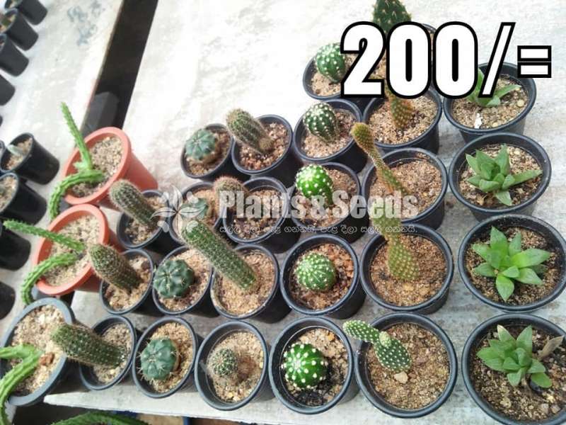 Cactus Collection