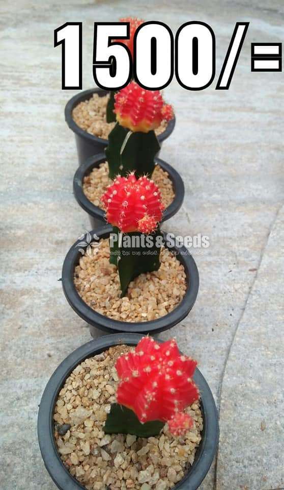 Cactus Collection