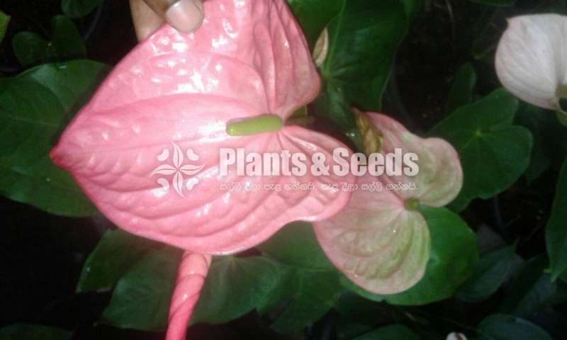 Anthurium Collection