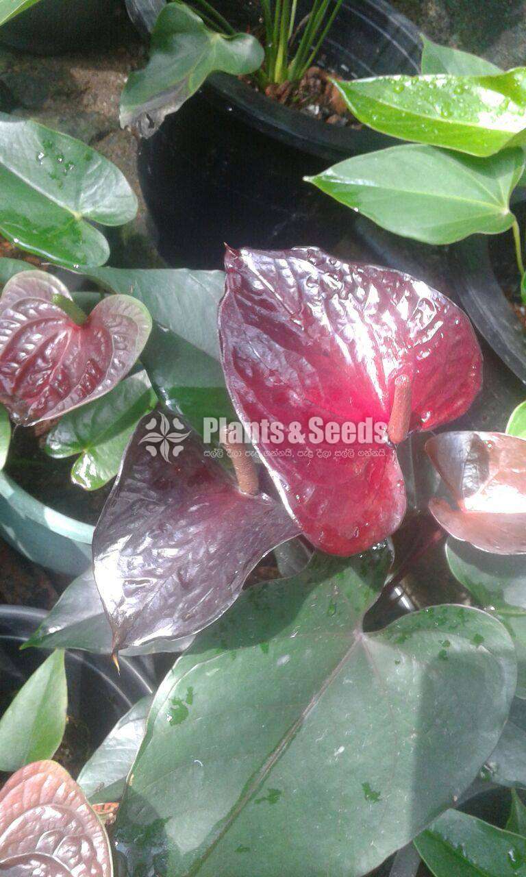 Anthurium Collection