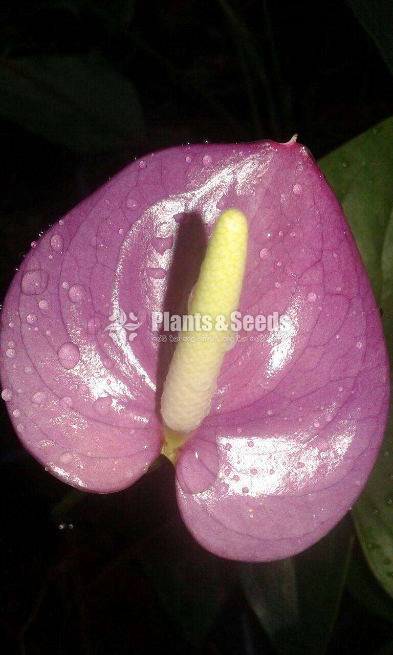 Anthurium Collection