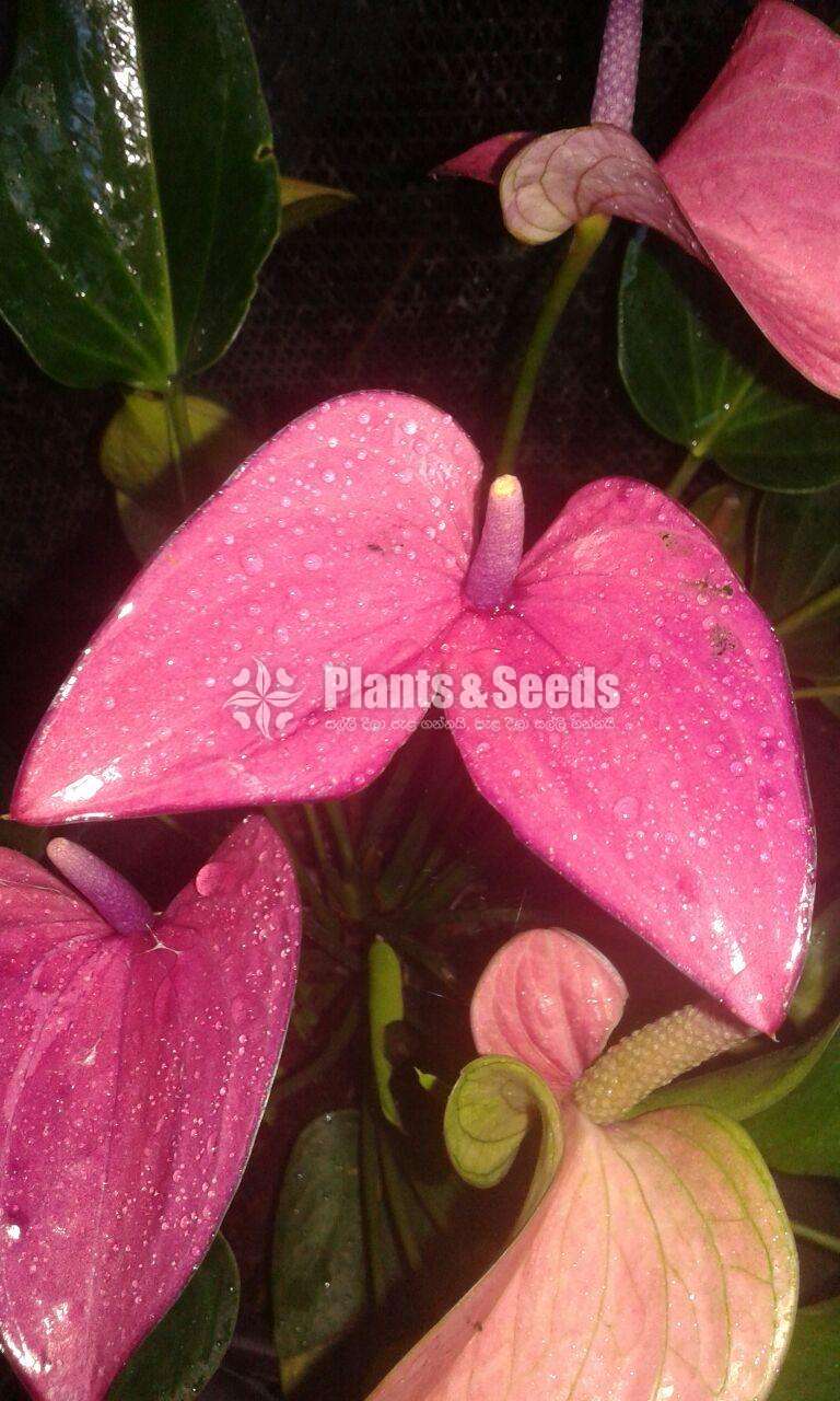 Anthurium Collection