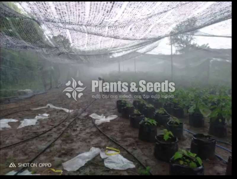 Sprinkler System