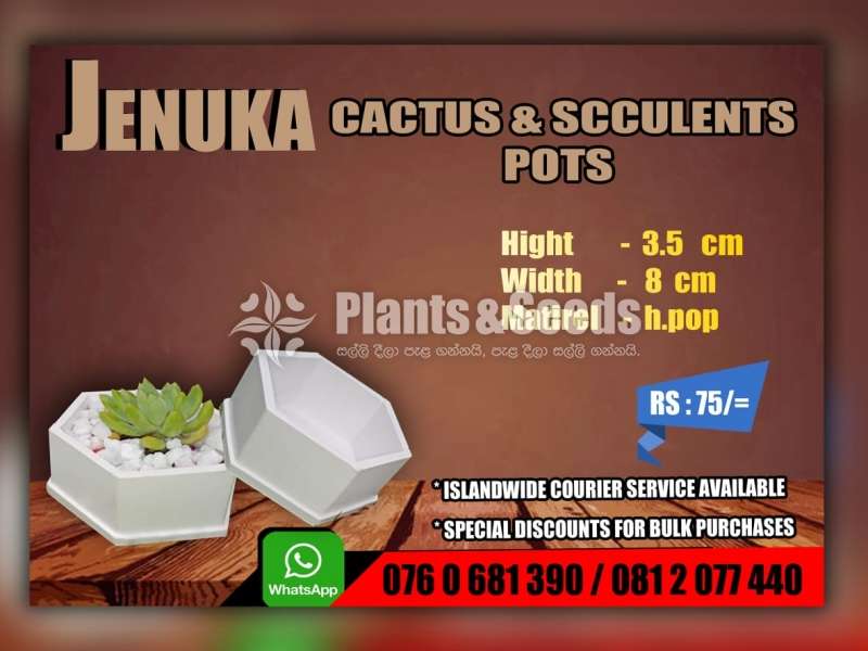 Cactus and Succulent Pots 