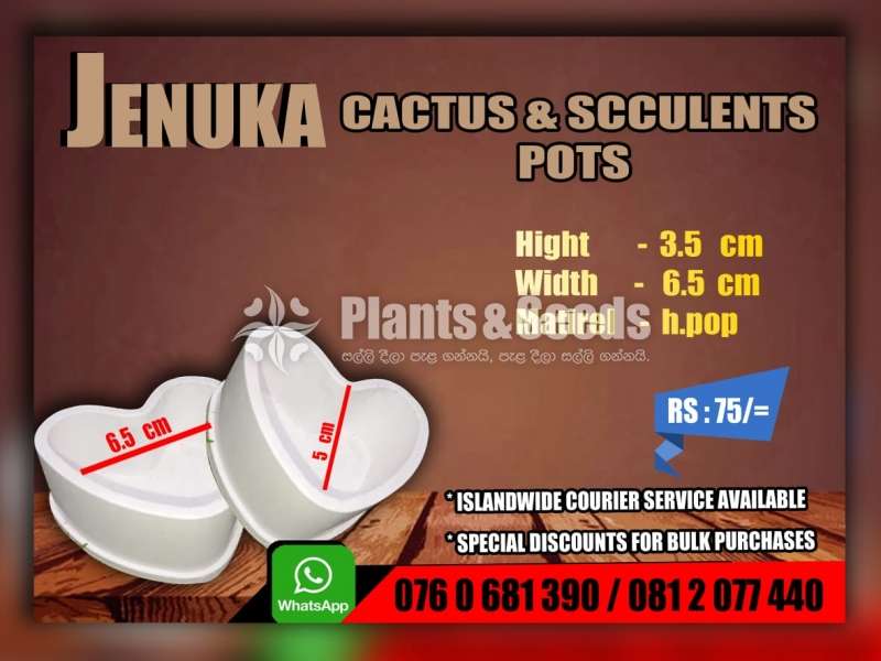 Cactus and Succulent Pots 