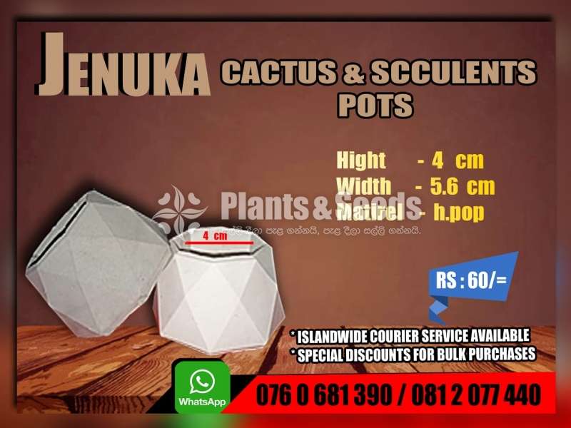 Cactus and Succulent Pots 