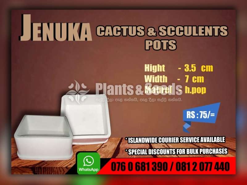 Cactus and Succulent Pots 