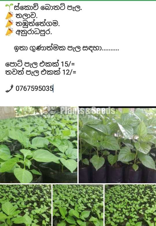 NiMiris Plants (Scotch bonnet)