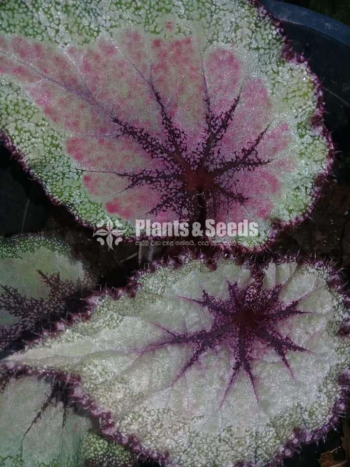 Bigoniyas