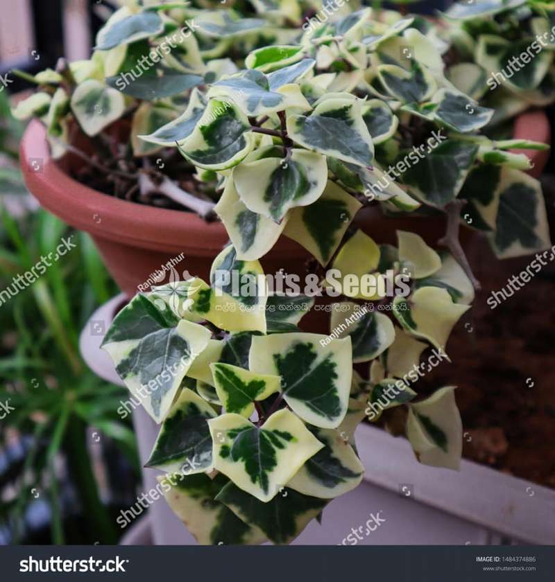 Hanging Plant Collection
