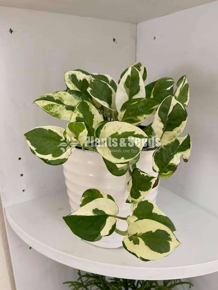 Hanging Plant Collection