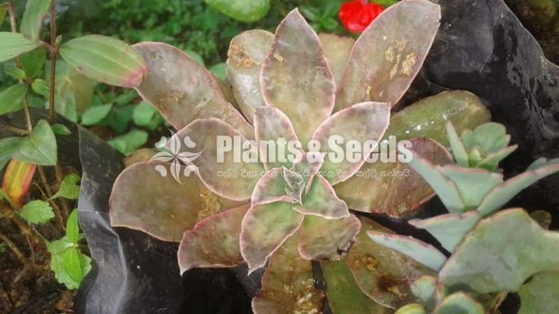Succulent Plants