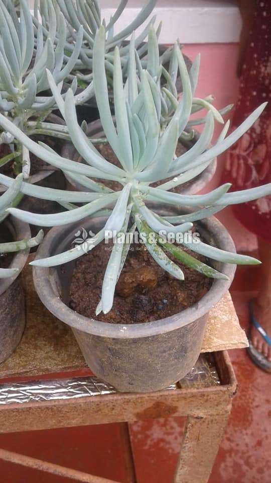 Succulent Plants