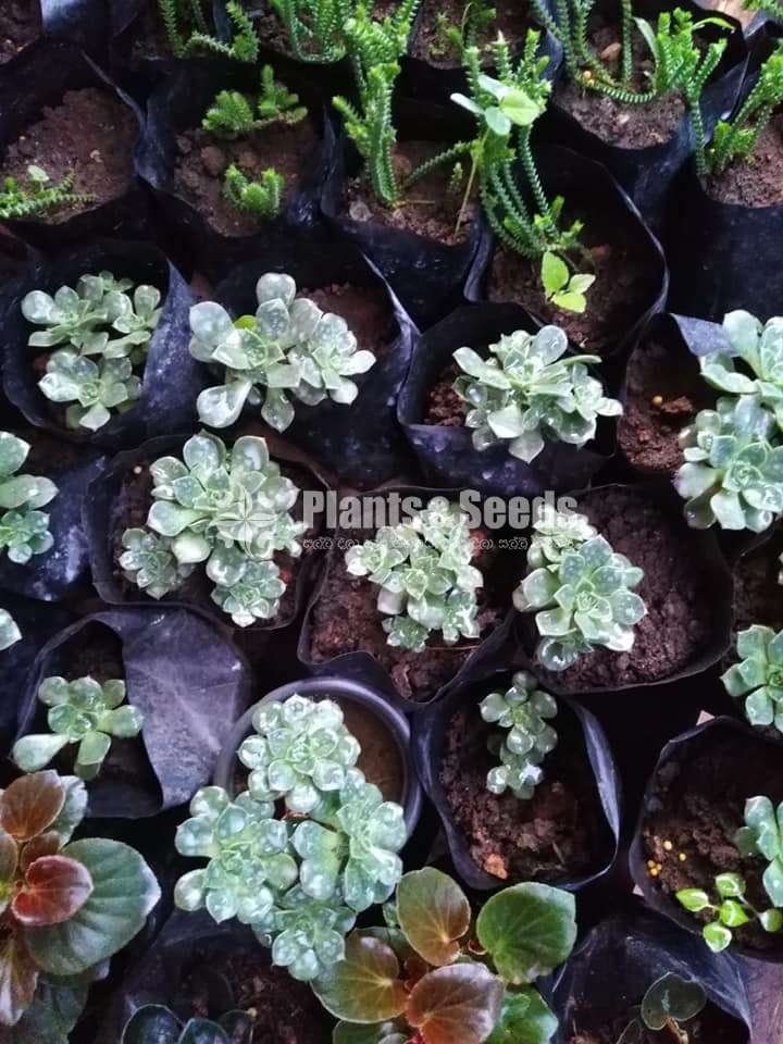Succulent Plants