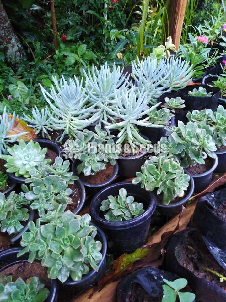 Succulent Plants