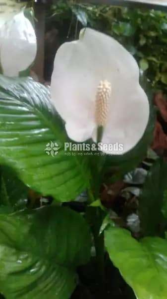 Peace Lilly (White Lilly )