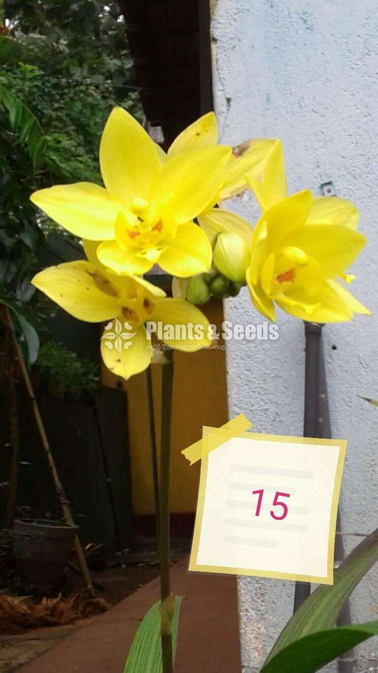 12 Ground Orchids Package