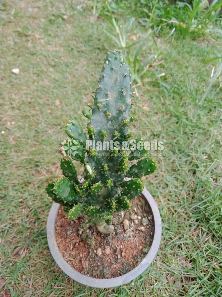 Cactus and Succulent Plants