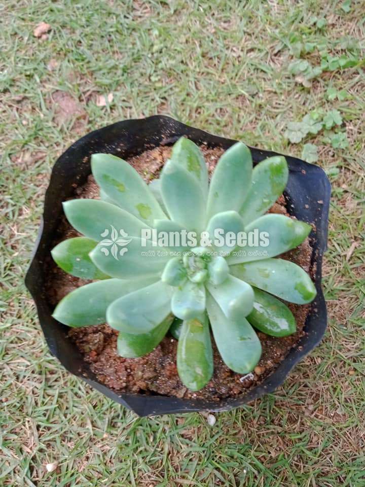 Cactus and Succulent Plants