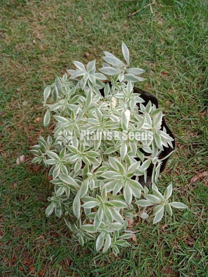 Cactus and Succulent Plants
