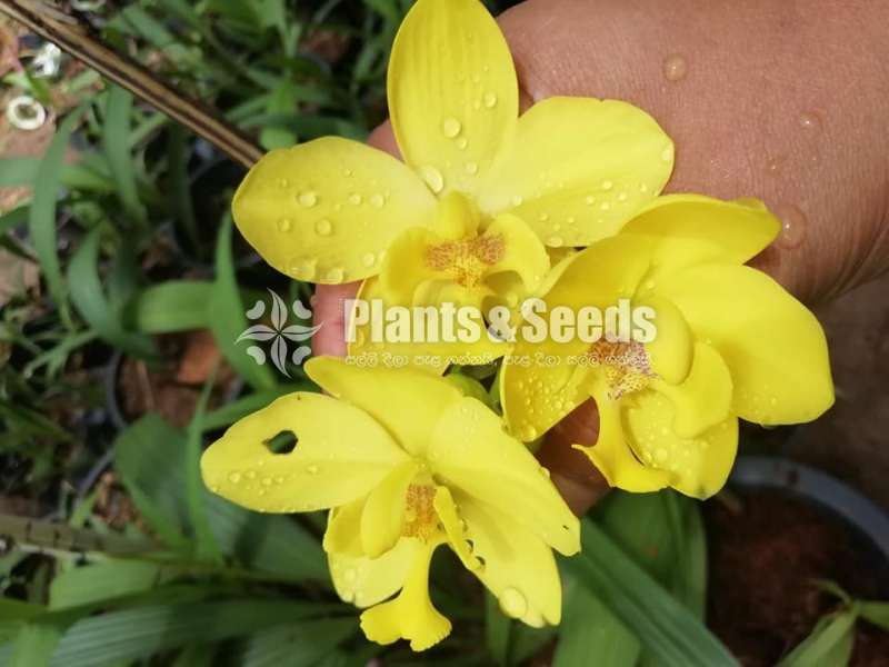 Ground orchids Collection