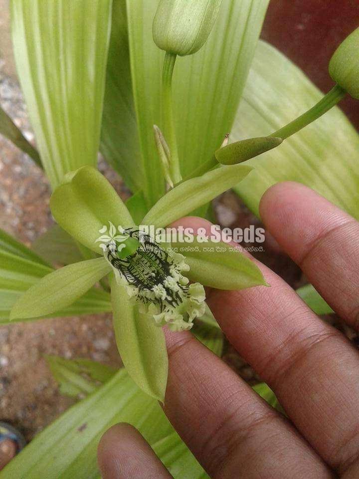 Ground orchids Collection