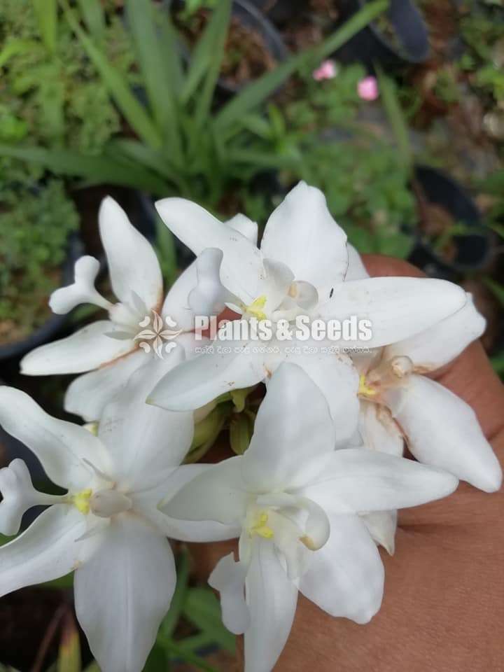 Ground orchids Collection