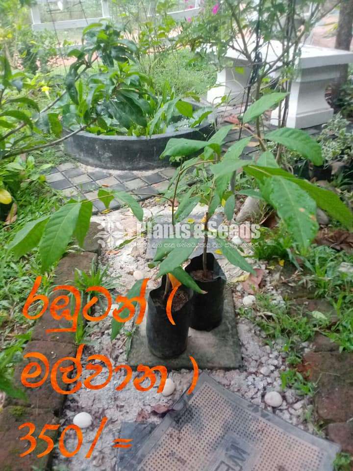 Rabutan Plants