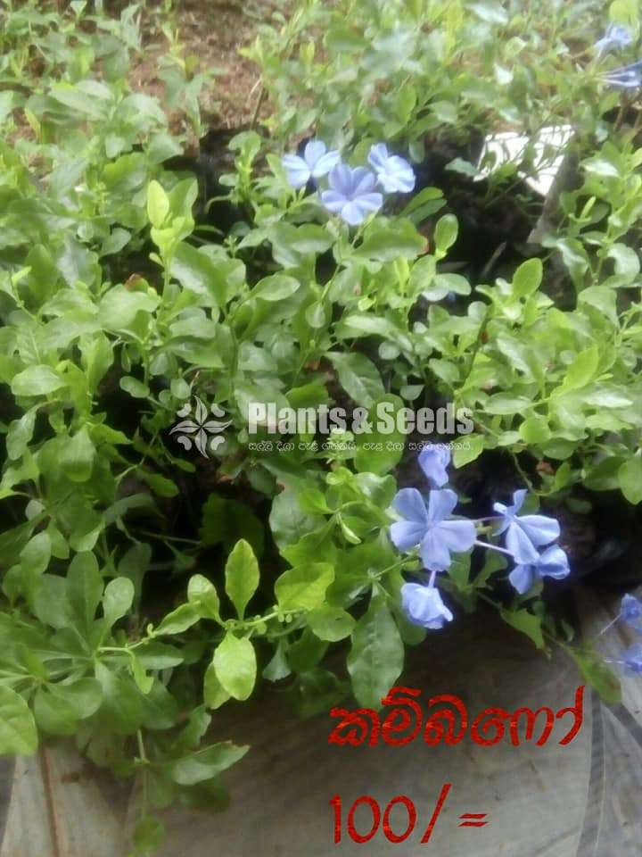 Plumbago