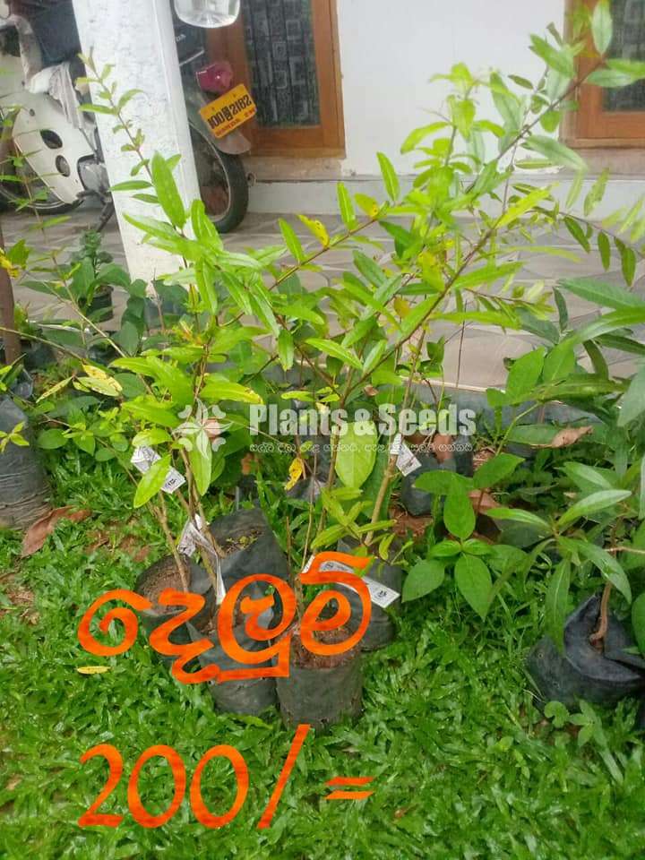 Delum Fruit Plant