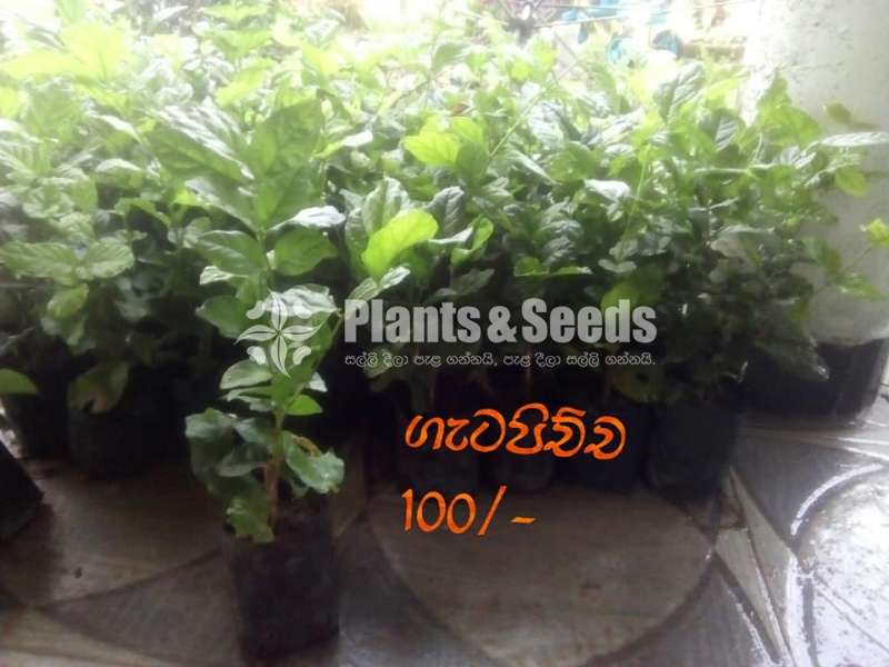 Gatapichcha ( ගැටපිච්ච)