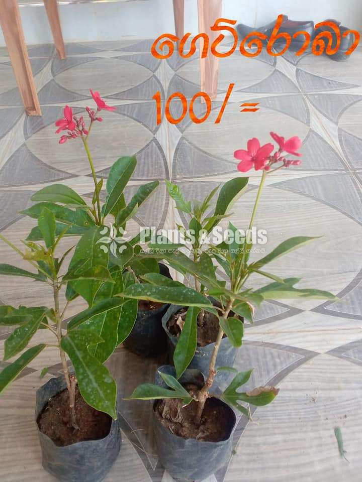 Jetroba  Red