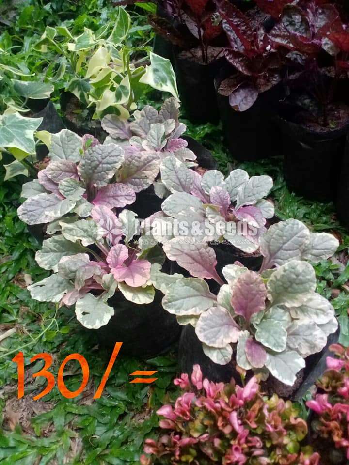 Indoor Plant Collection