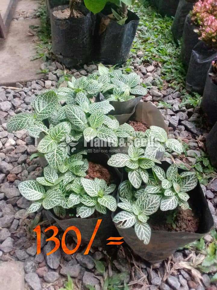 Indoor Plant Collection