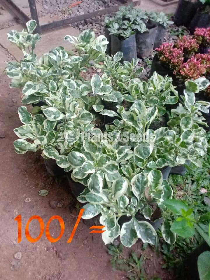 Indoor Plant Collection