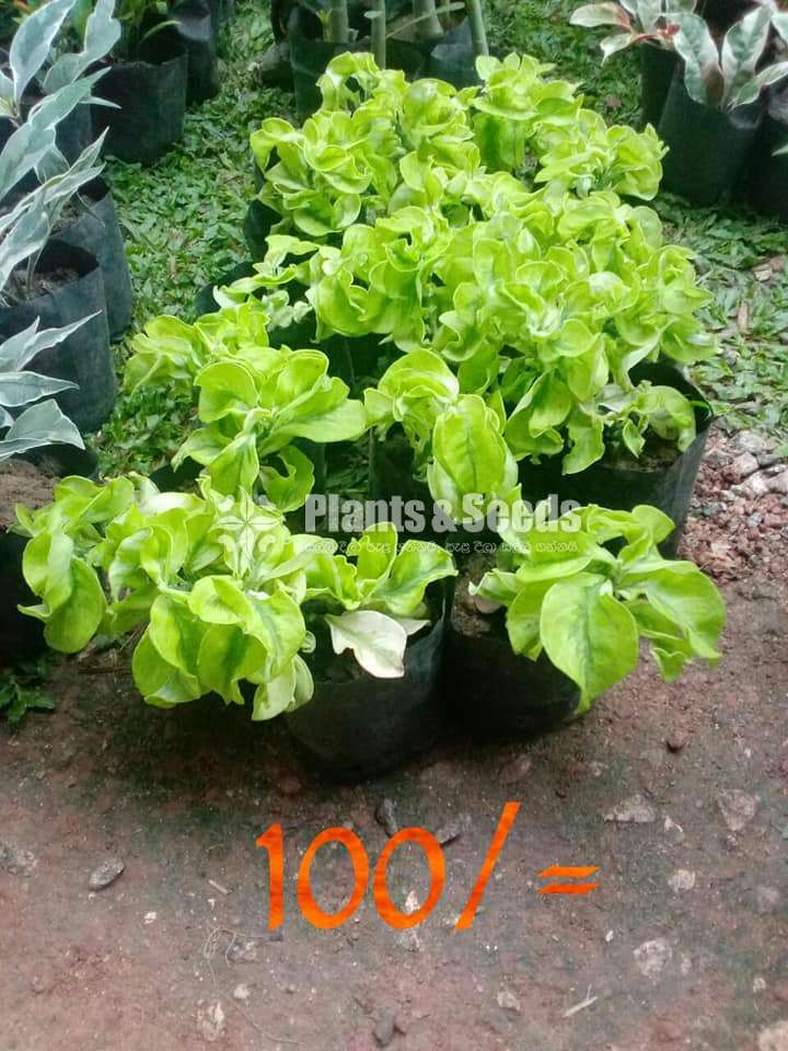 Indoor Plant Collection