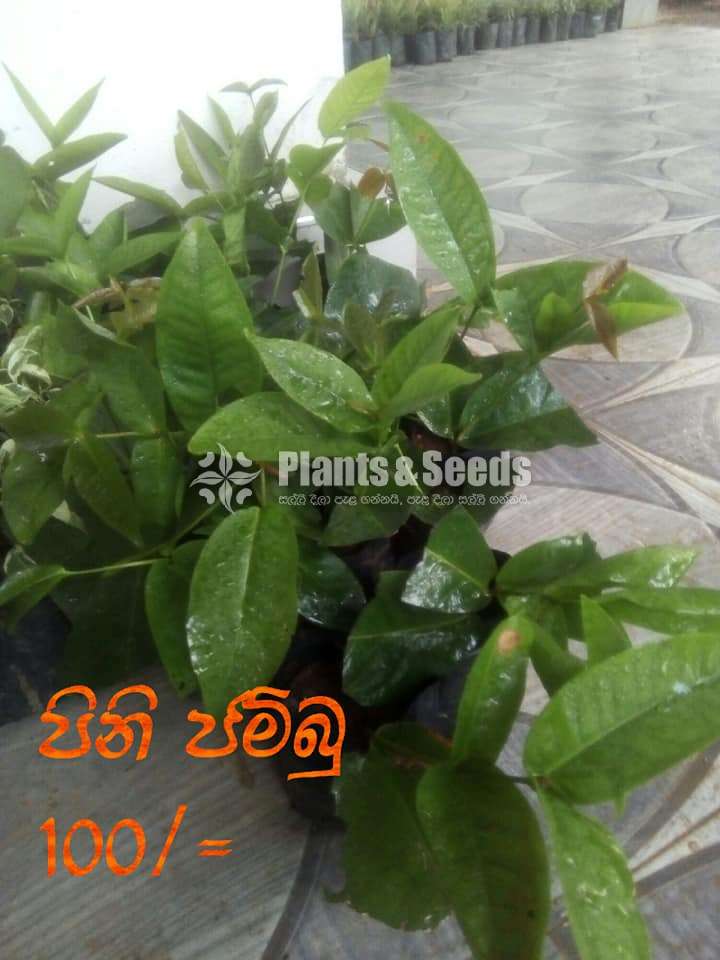Pinijambu