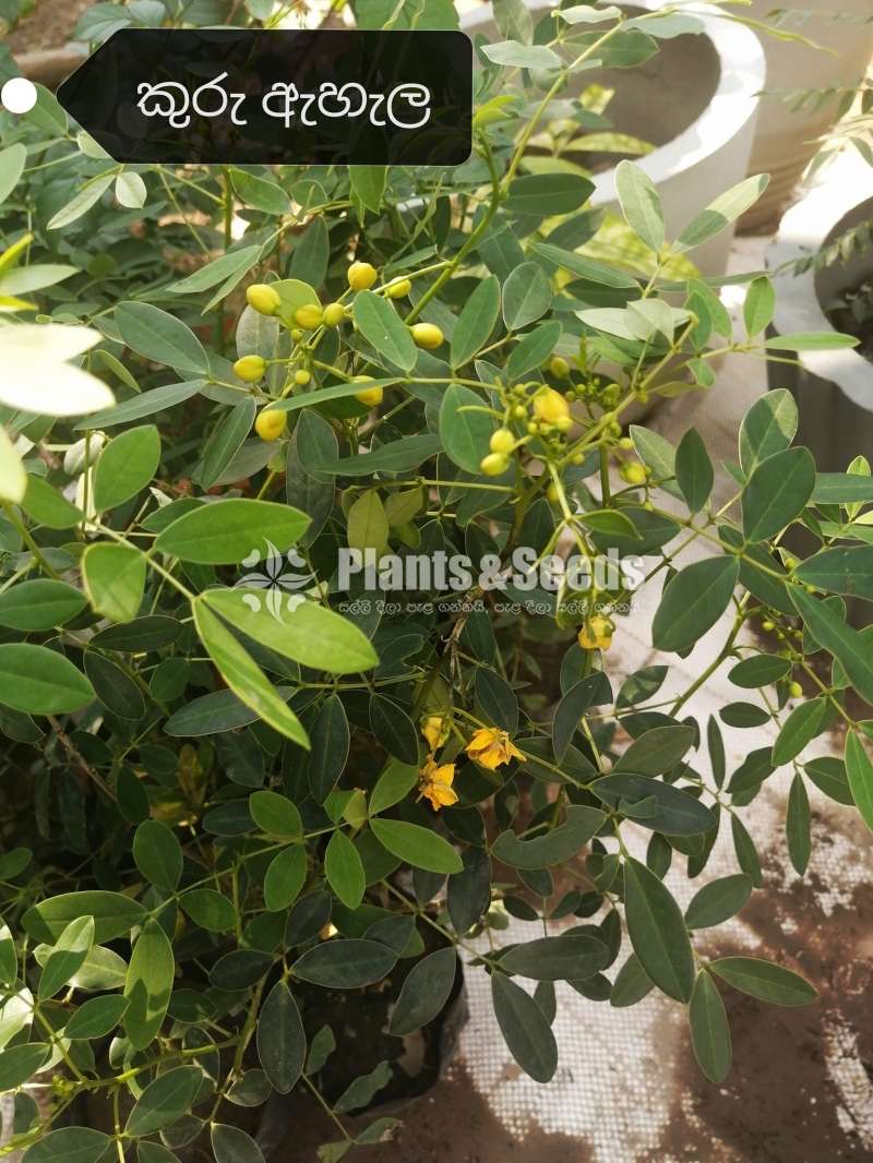 Kuruahala(කුරු ඇහැල )