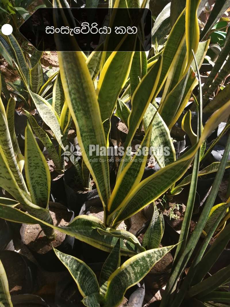 Sensiveria (Snake Plant) Yellow and Green