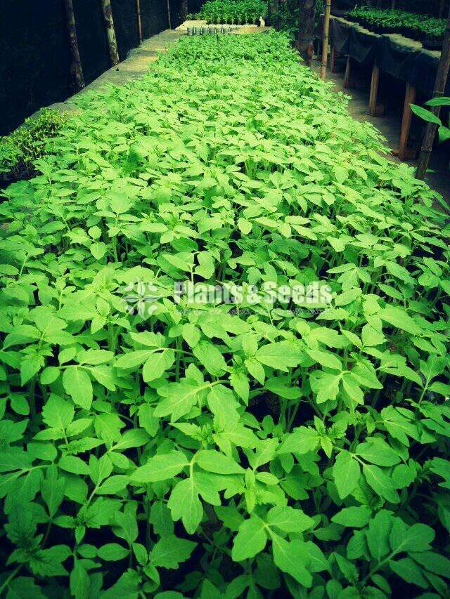 Flatinum Tomatto Plants