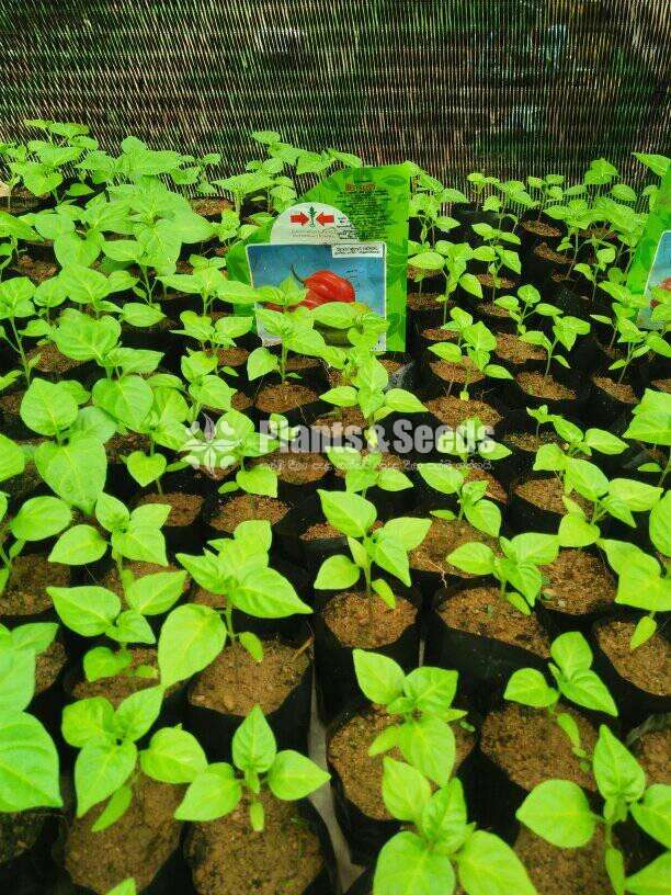 Mich hy1 NiMiris Plants