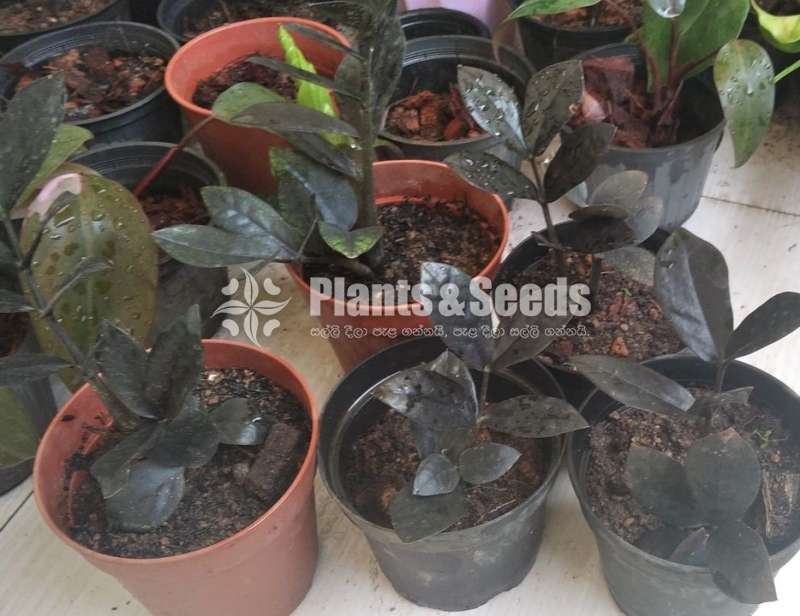 Black Lucky Plant