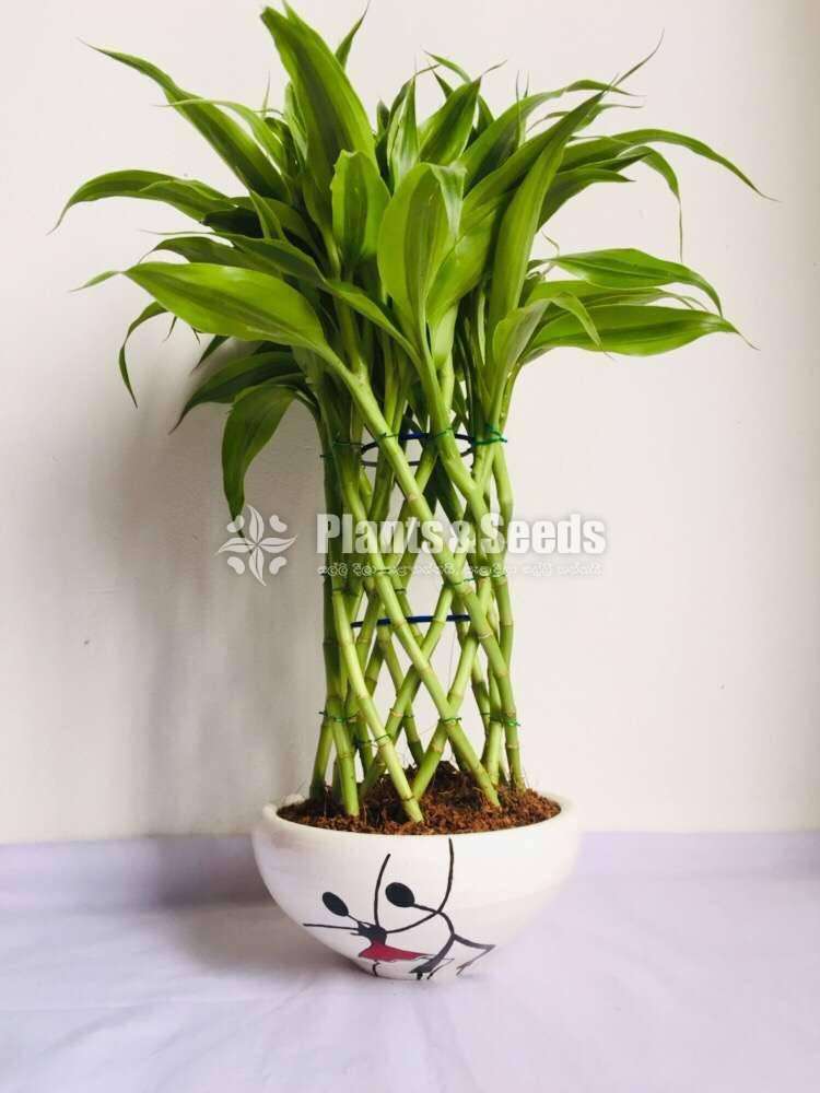 Lucky bamboo (Sanderiana)