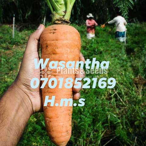 Carrot (දිනය අනුව මිල ගණන් වෙනස්‌වේ )