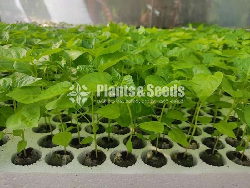 NiMiris Plants (Scotch bonnet)