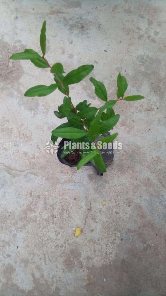 Red Pomegranate Plants