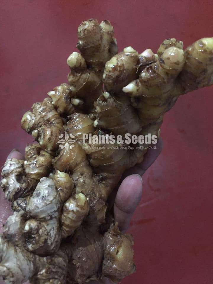 Ginger( ඉගුරු )