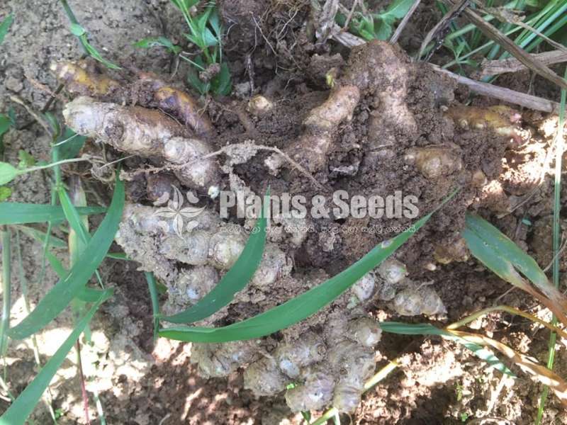 Ginger( ඉගුරු )
