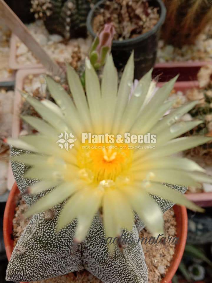 Astrophytum myriostigma Cactus