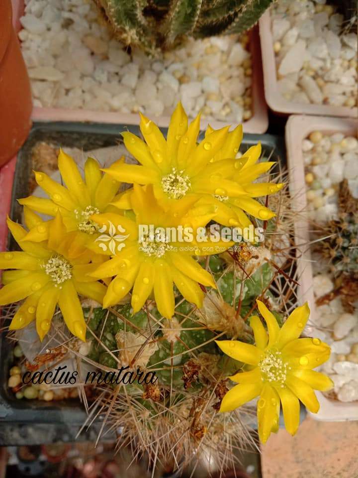 Weingartia lanata cactus